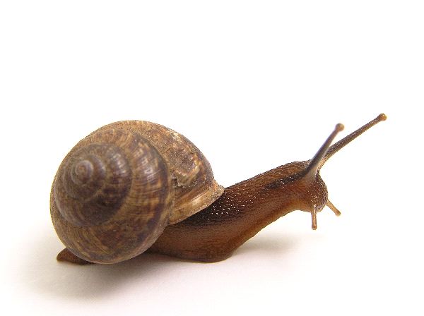The snail 17