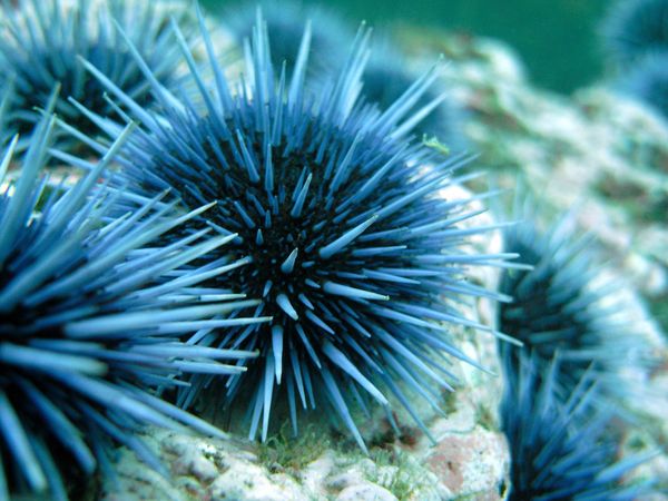 Sea urchins 3