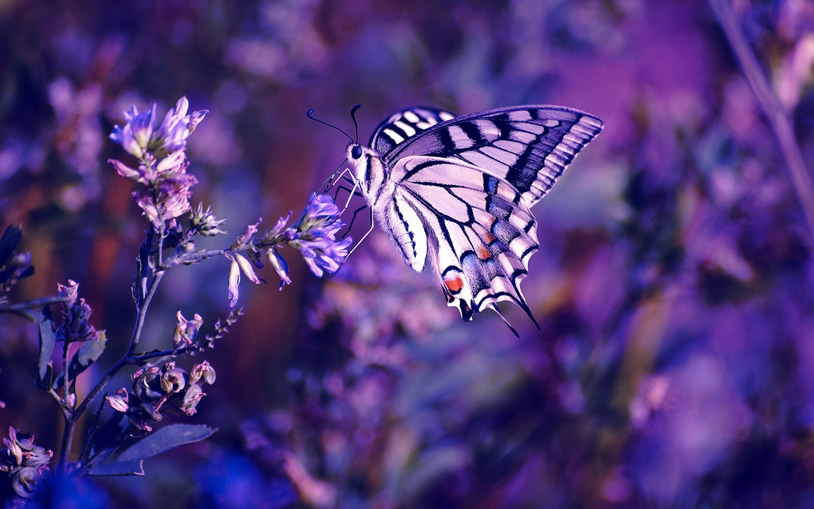 Der Schmetterling 19