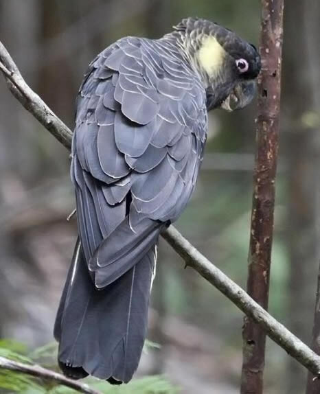 Schwarzer Papagei mit gelbem Schwanz 7