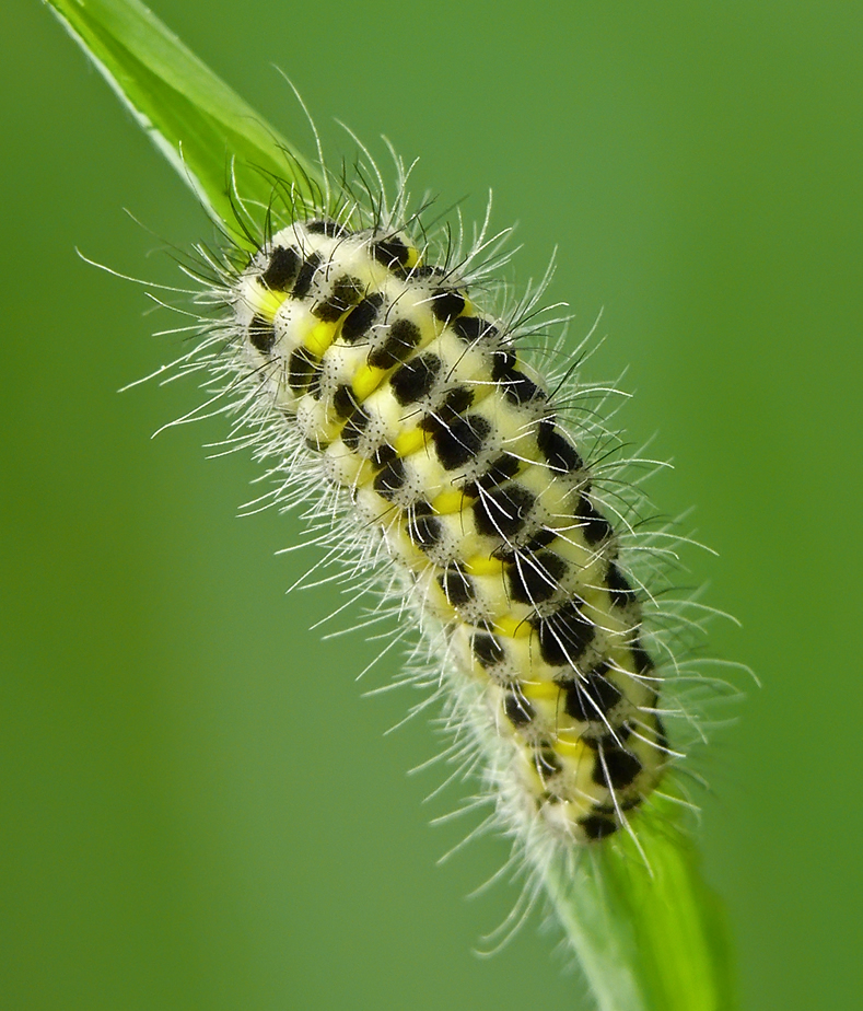 Caterpillar 10