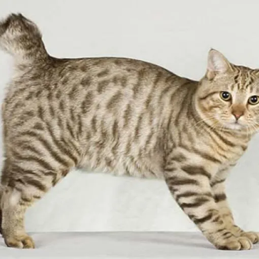Kucing Bobtail Amerika