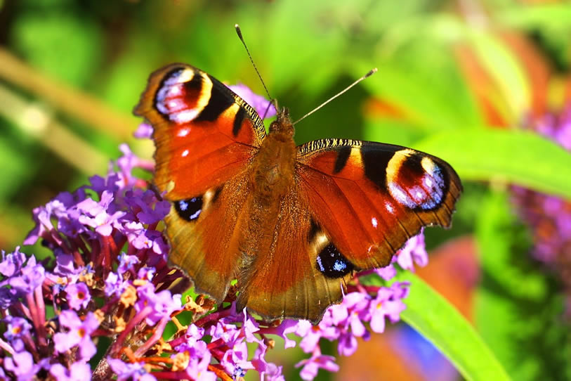 Der Schmetterling 5