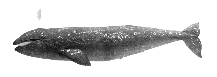 Gray Whale 10