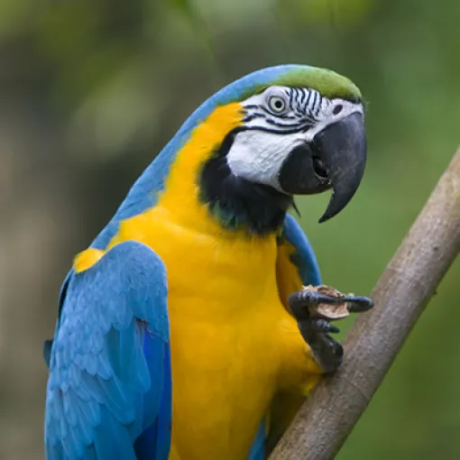 Желто-голубой попугай
