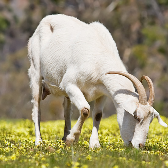 Goat 8