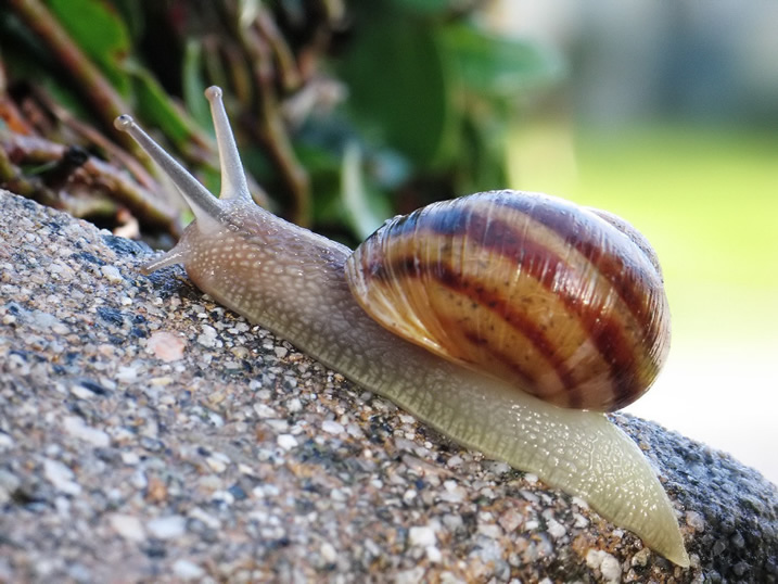 The snail 14