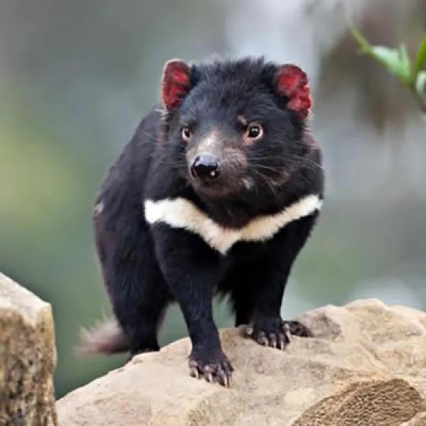 Der Tasmanische Teufel