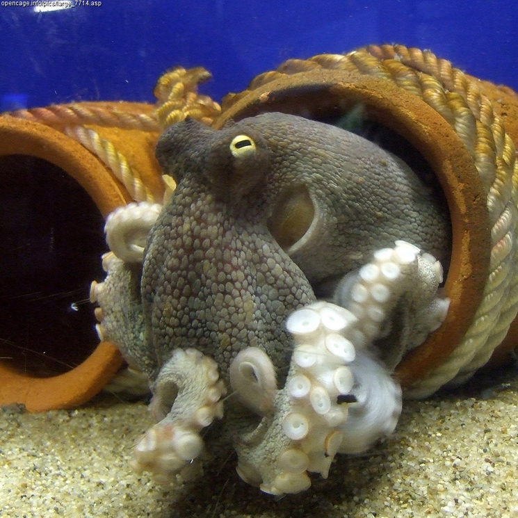 Octopus 15