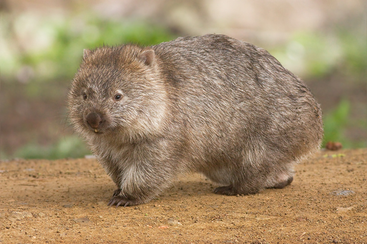 Wombat 15