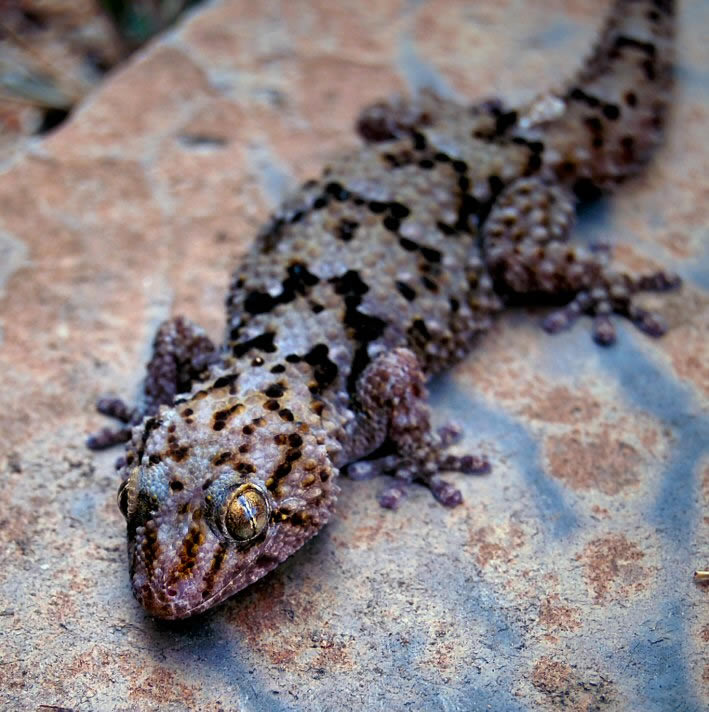 Bib Gecko 7