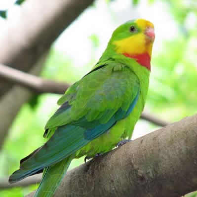 O Papagaio-De-Barraband 1