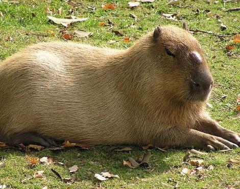 Capybara 5