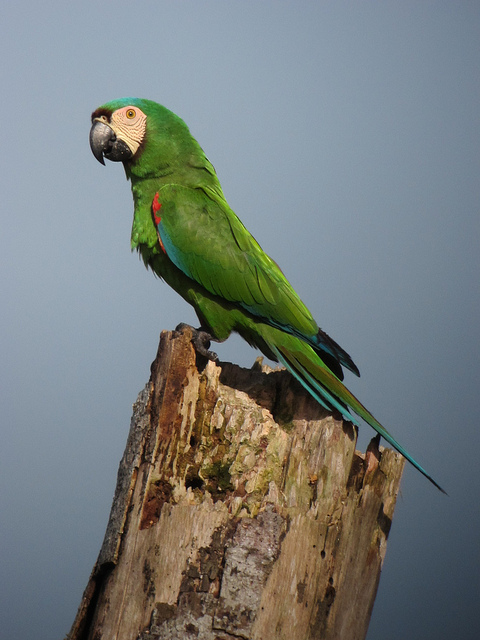 Ara-Auster-Papagei 8