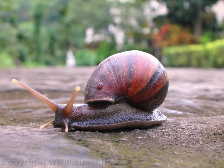 The snail 12