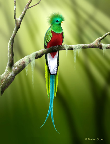 Quetzal 6