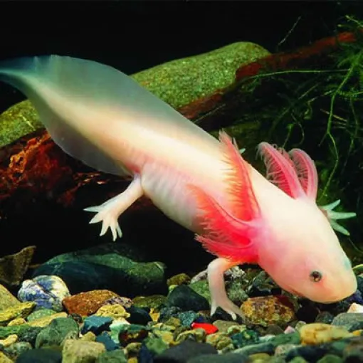 Salamander Axolotl