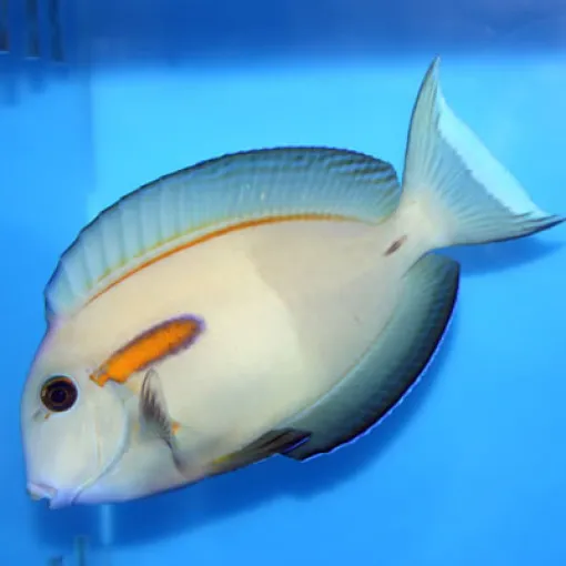 Orange Surgeonfish