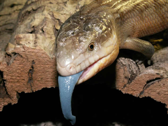 Blue-tongued lizard 7