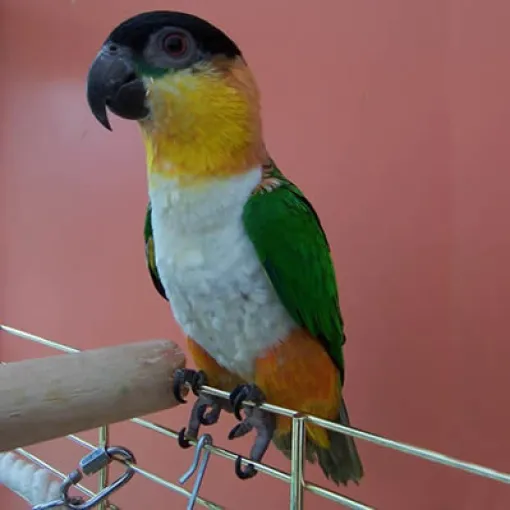 Der Caicul-Papagei