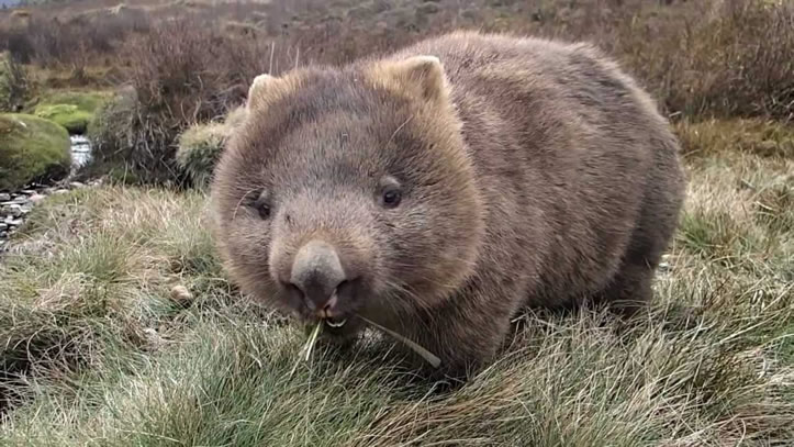 Wombat 12