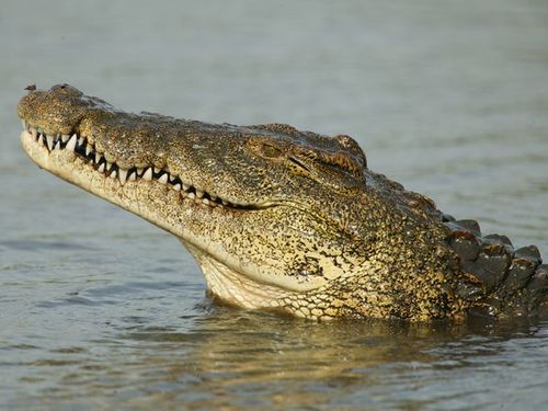 The crocodile 7