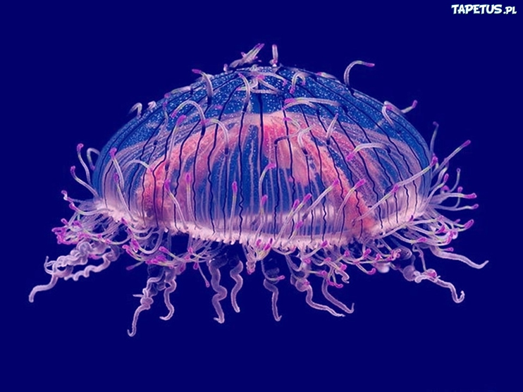 Sea jellyfish 13