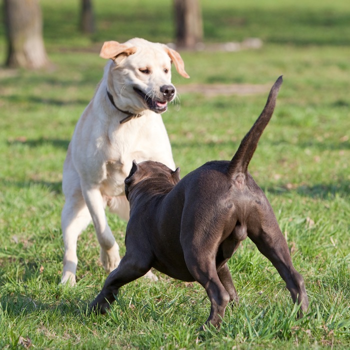 Raza: Pit Bull Terrier 12