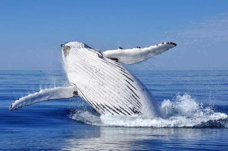 Humpback Whale 5