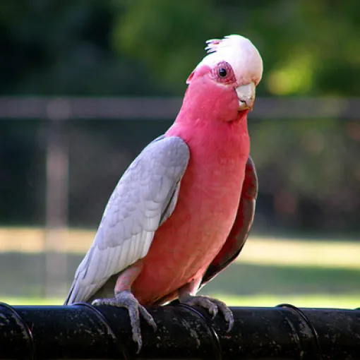 Galah Parrot
