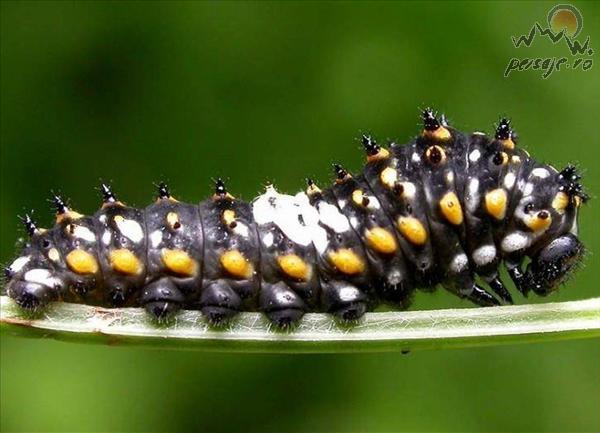 Caterpillar 18