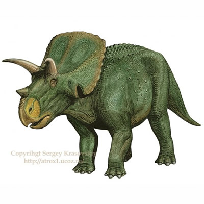 Arrhinoceratops 1