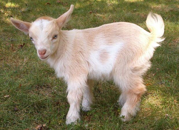 Goat 7