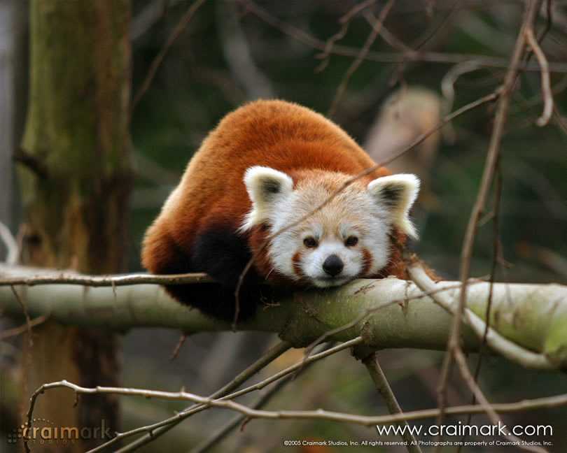Panda Vermelho 10