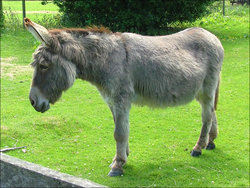 The donkey 3