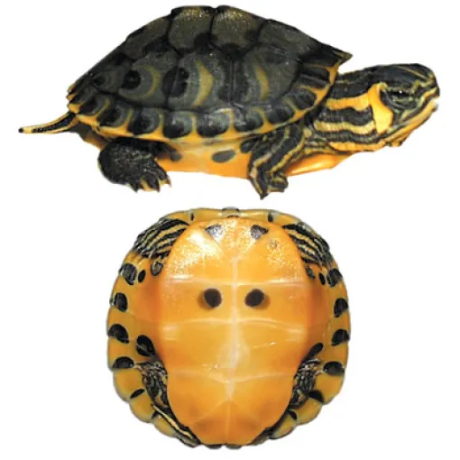 Tartaruga-de-barriga-amarela