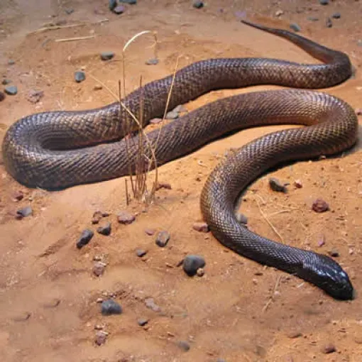 Cobra Taipan