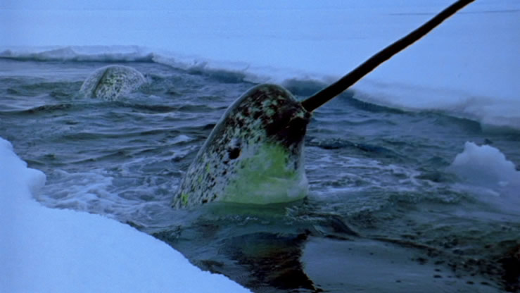 Narwhal 9
