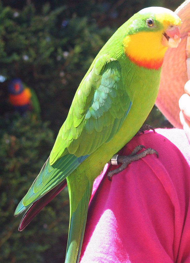 O Papagaio-De-Barraband 9