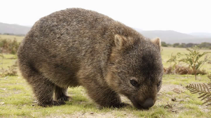 Wombat 10