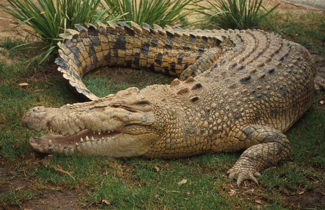 The crocodile 5