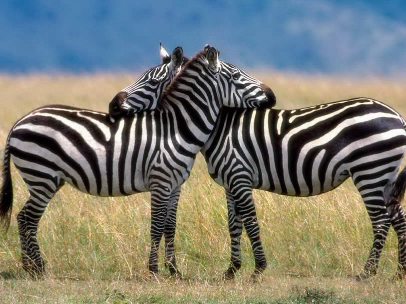 Wildes Zebra 10