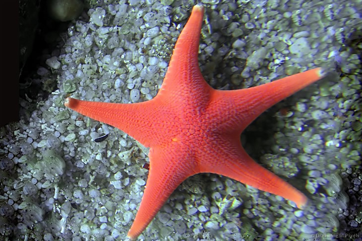 Starfish 14