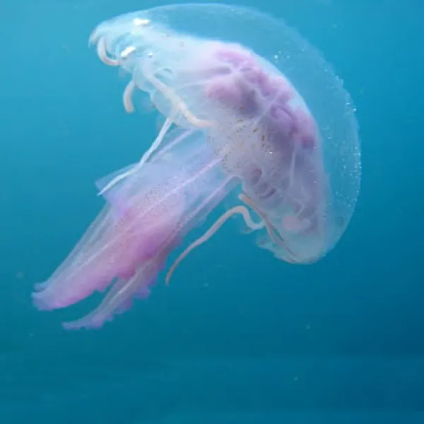 Sea Jellyfish