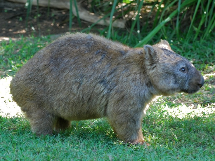 Wombat 7
