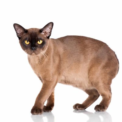 Gato birmano 1