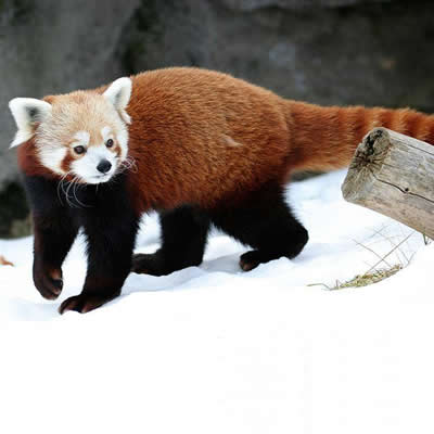 Panda Vermelho 19