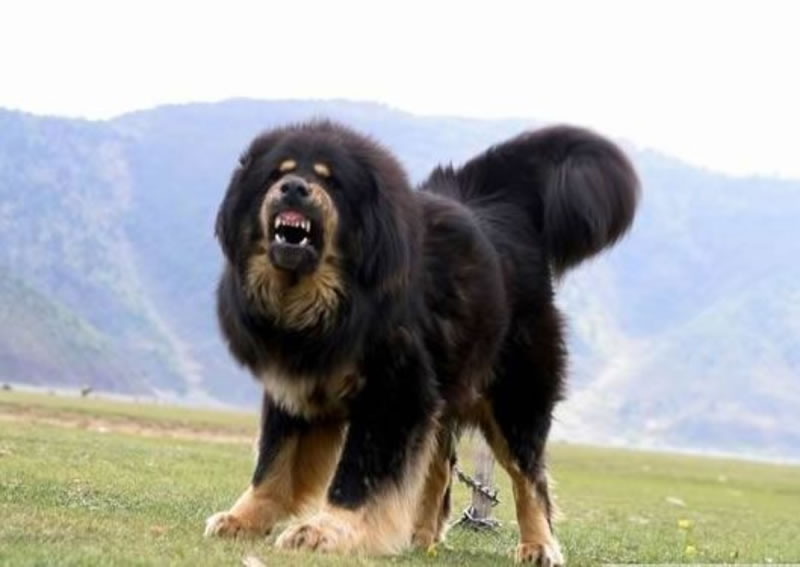 Tibet-Dogge 2
