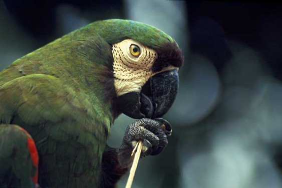 Ara-Auster-Papagei 14