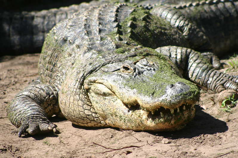 The alligator 10